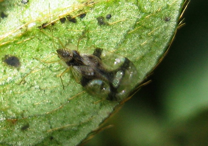 Tingidae: Stephanitis pyri della Sardegna